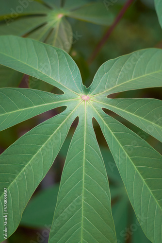close-up vertical shot of a vibrant and healthy cassava or manihot plant leaf covering the frame with blurry garden background,  aka manioc, yuca or brazilian arrowroot, selective focus photo