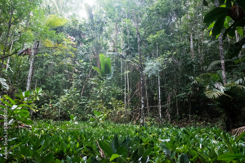 Im Amazonas Regenwald mit typischer Flora