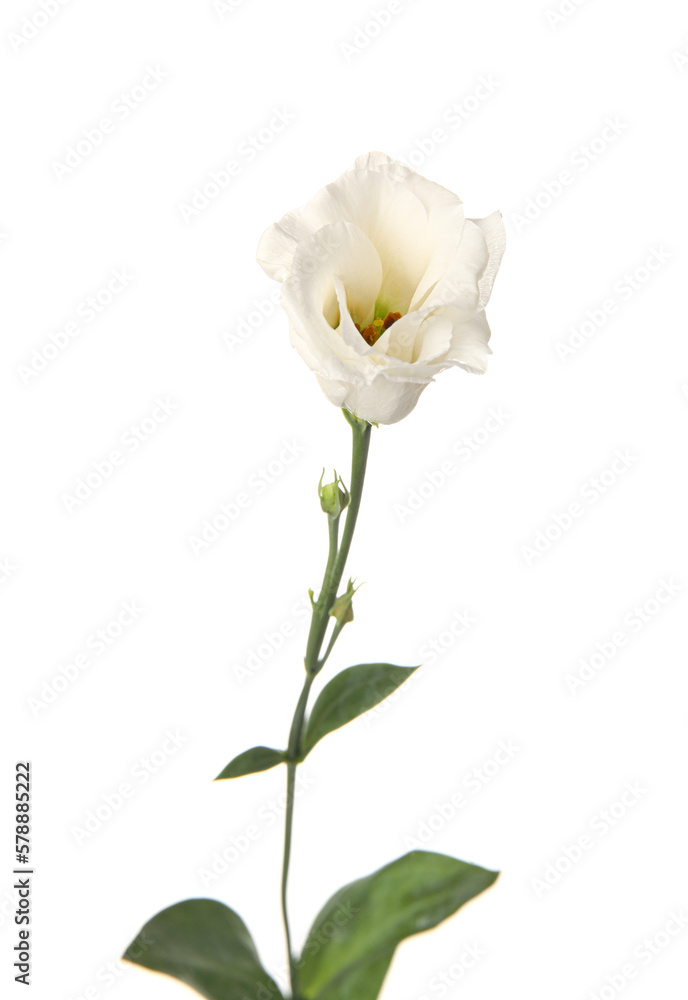 Delicate eustoma flower isolated on white background, closeup Delicate eustoma flower isolated on white background, closeup
