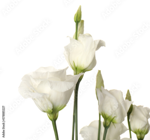 Branches of beautiful eustoma flowers on white background, closeup