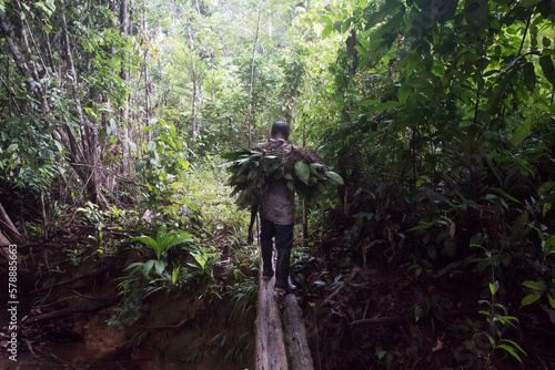 Indigener Landwirt mit Heilpflanzen auf Rücken im Regenwald