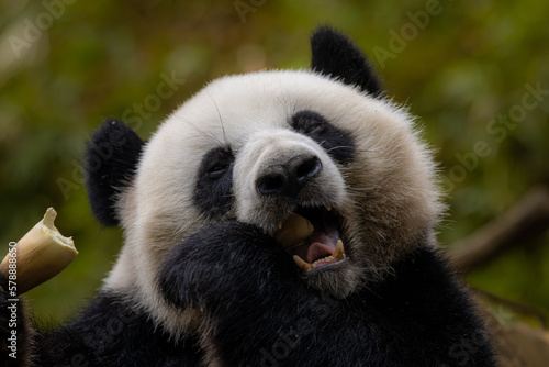 Fototapeta Naklejka Na Ścianę i Meble -  Hungry giant panda bear eating bamboo and bamboo leaf.