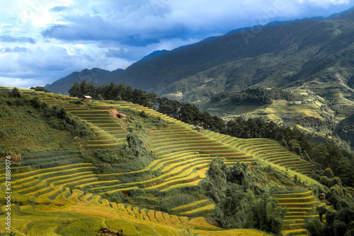 Paddy rice terraces with ripe yellow rice. Agricultural fields in countryside area of Mu Cang Chai  Yen Bai  mountain hills valley in Asia  Vietnam. Nature landscape background