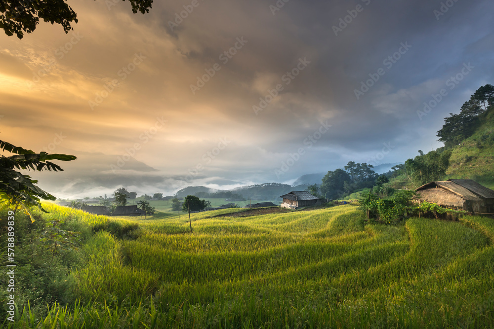 Dawn on rice fields prepares the harvest at northwest Vietnam. Rice fields terraced of Hoang Su Phi, Ha Giang province, Vietnam. Vietnam landscapes