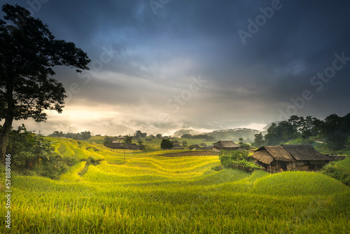 Dawn on rice fields prepares the harvest at northwest Vietnam. Rice fields terraced of Hoang Su Phi  Ha Giang province  Vietnam. Vietnam landscapes