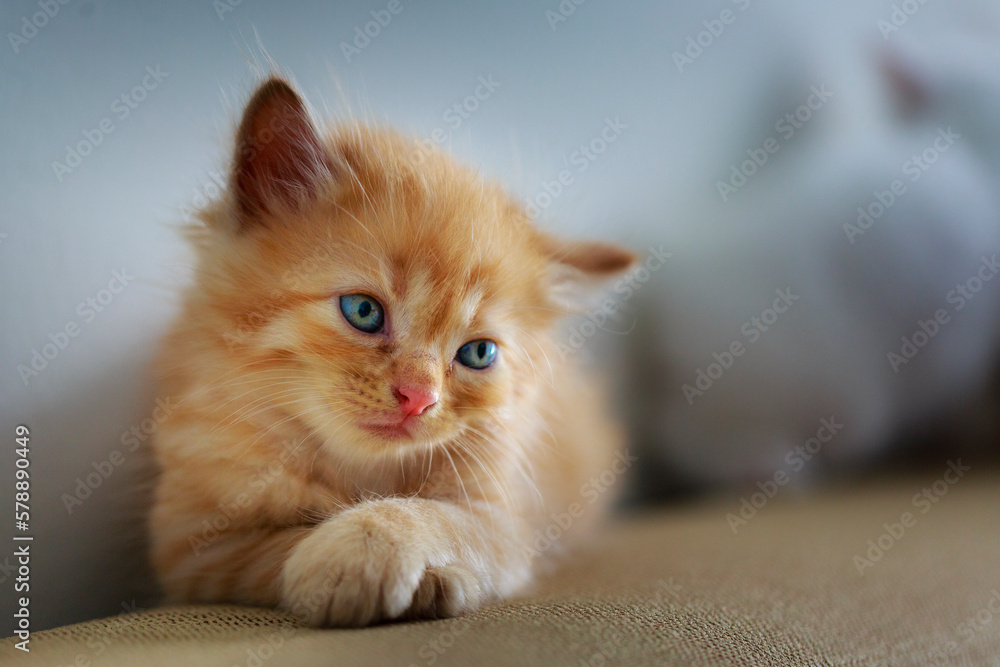 Cute Kitten sitting on the sofa