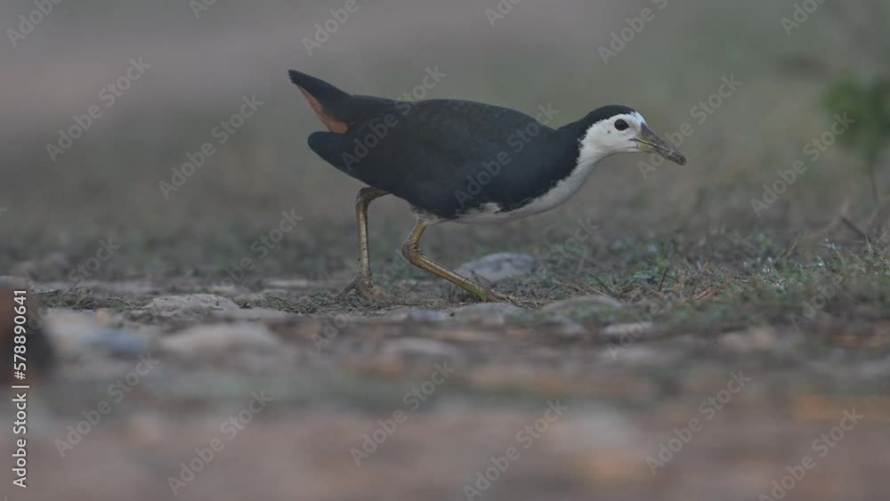 White-breasted waterhen feeding in Morning White-breasted waterhen feeding in Morning