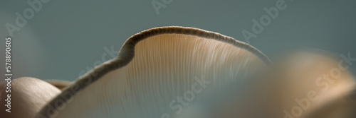 abstract closeup of a mushroom