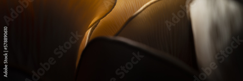 abstract closeup of a mushroom (ID: 578890610)