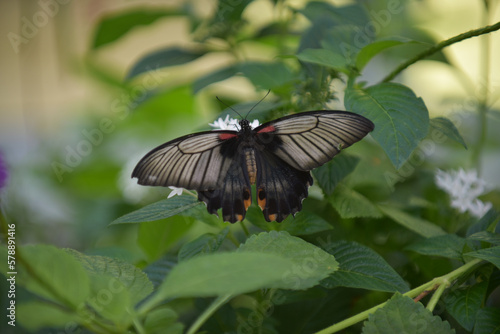 Black Butterfly