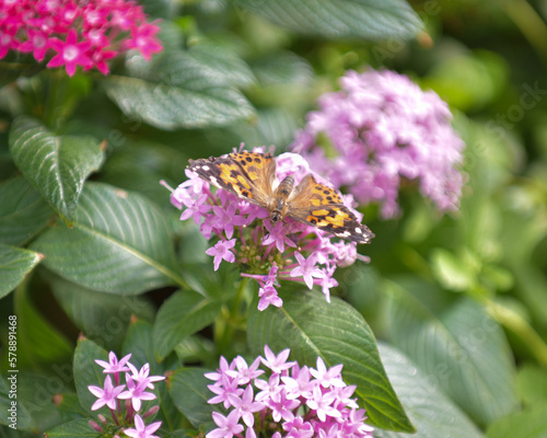 Orange Butterfly