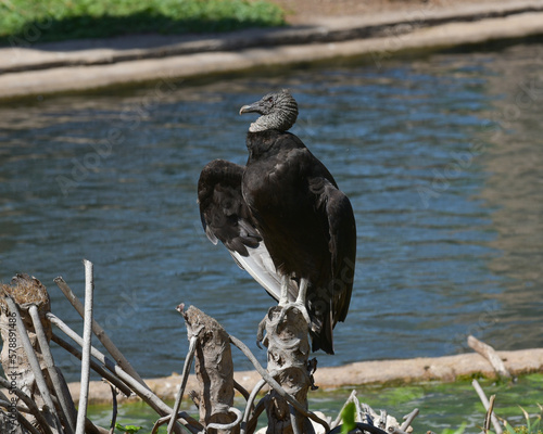 Black Vulture