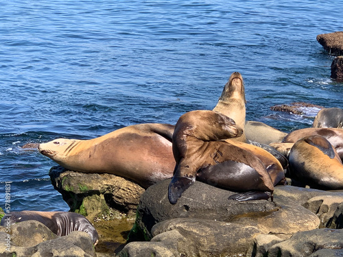 sea lion on the rocks