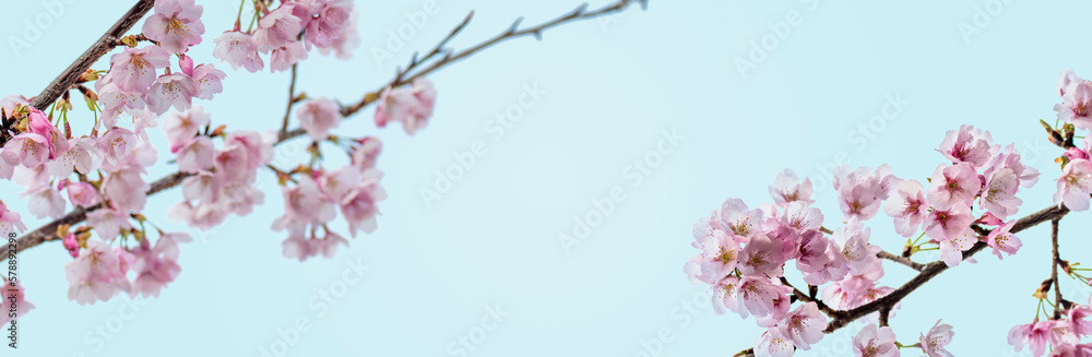 Obraz premium 桜の花の背景テクスチャー