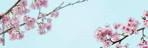 桜の花の背景テクスチャー