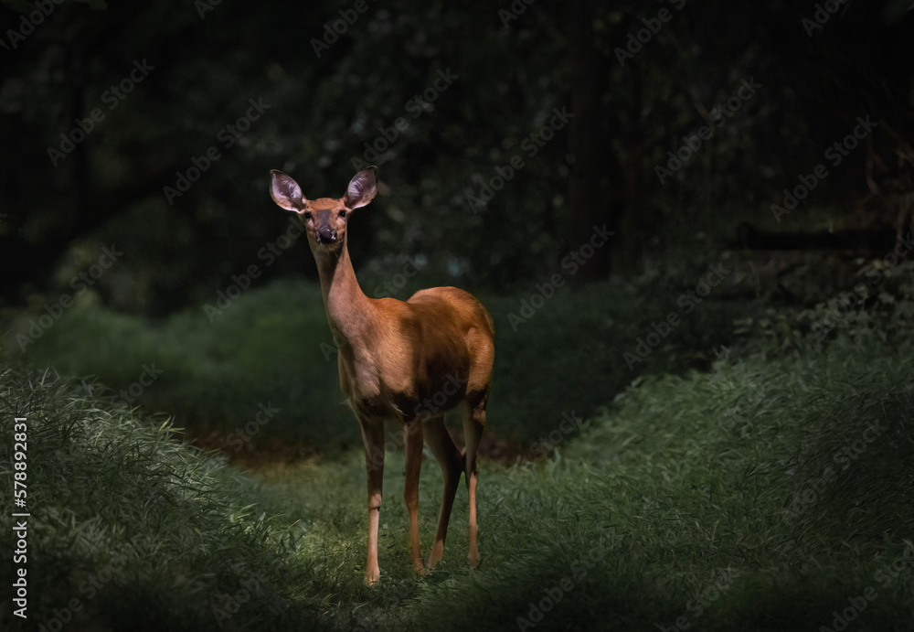 Doe in a Sunbeam Doe in a Sunbeam