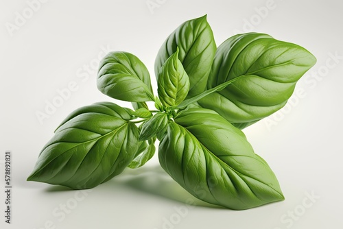 Separated from the rest of the population, basil. A single green basil leaf on a white background. In this picture, the basil leaves are angled slightly to the side. The backdrop is white. Complete fo