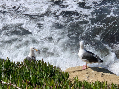 ducks on the beach