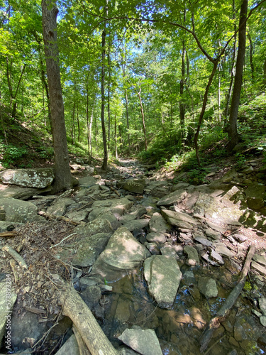 river in the forest