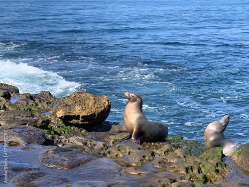 state sea lions