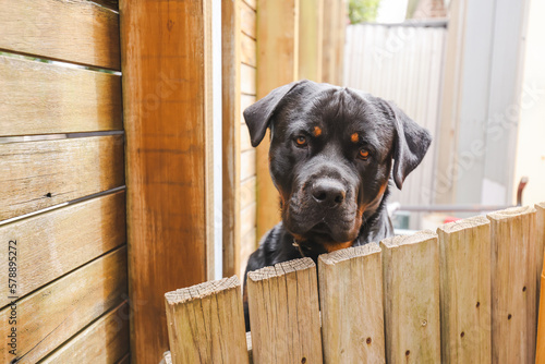 Large male rottweiler peeking over neighbor's wooden fence photo