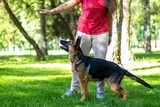Dog trainer training dogs on the field, German shepherd puppy sitting and training with the owner,dog with a reward Woman training her dog in park, Puppy, border, collie, shepherd, dog,retriever dog