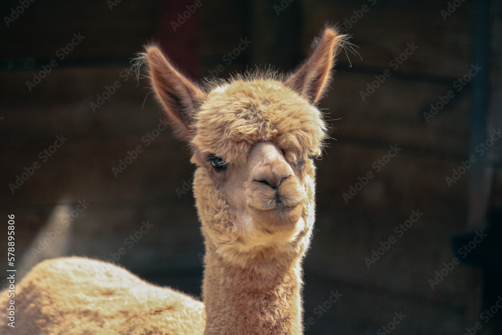 Obraz premium llama portrait at the zoo