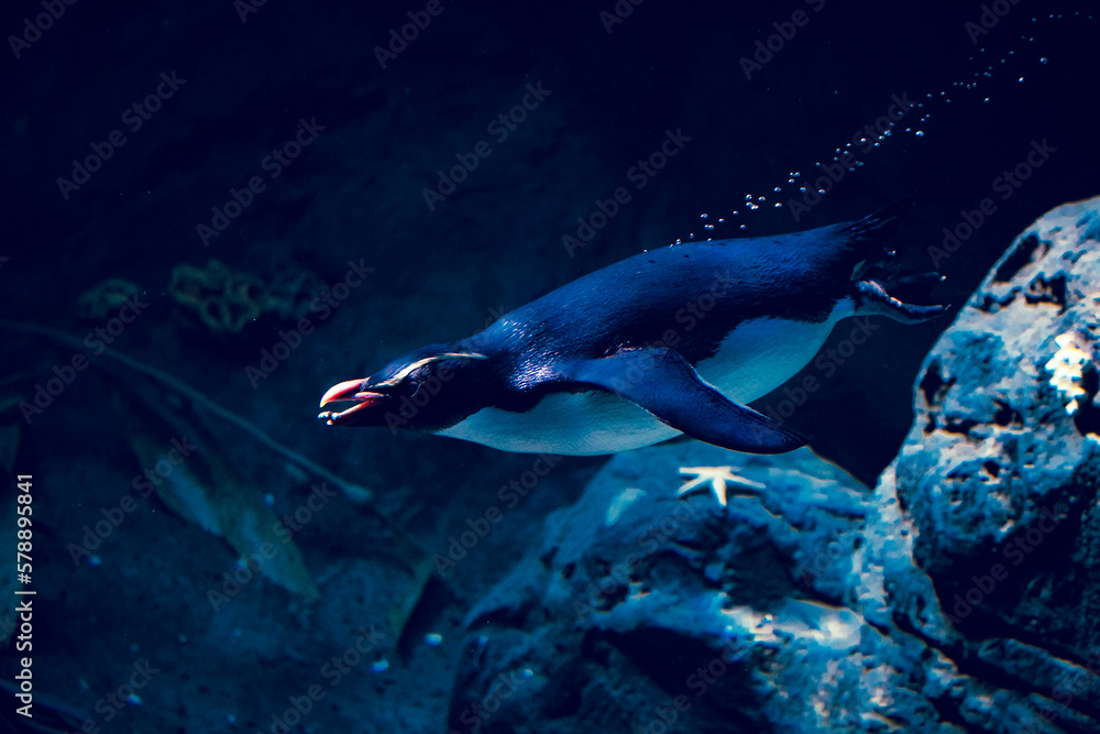 penguin swimming underwater at the zoo