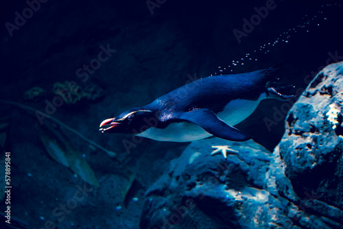 penguin swimming underwater at the zoo