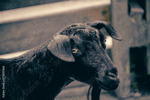 goat in a petting zoo portrait