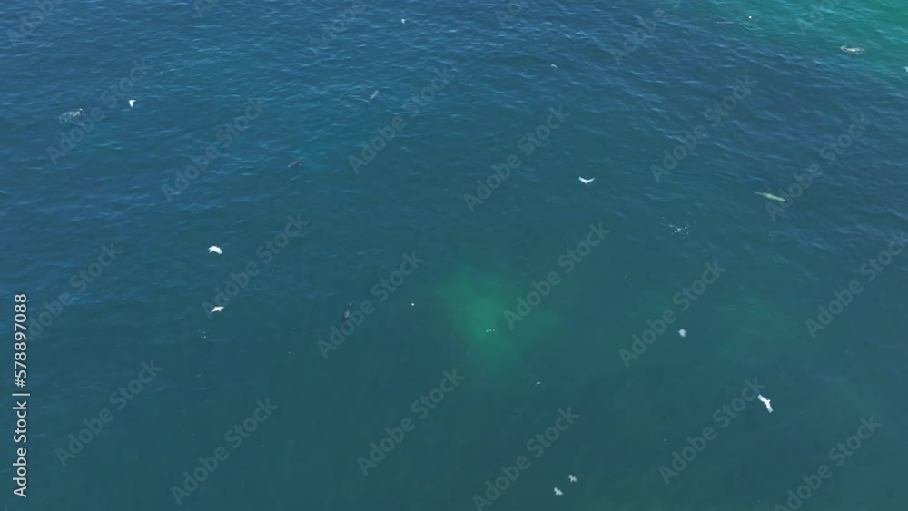 Aerial shot overhead sea lions hunting individually for fish off the coast of Chile Aerial shot overhead sea lions hunting individually for fish off the coast of Chile