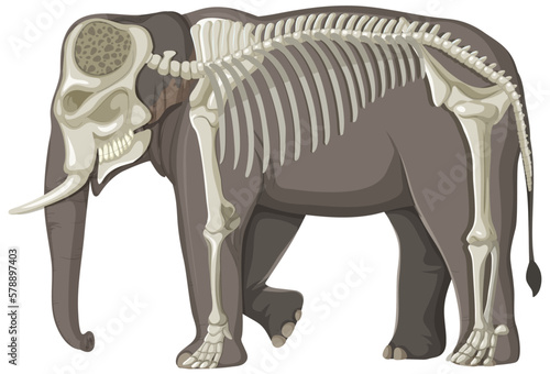 The elephant skeleton on white background