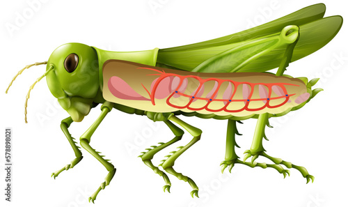 The anatomy of grasshopper on white background