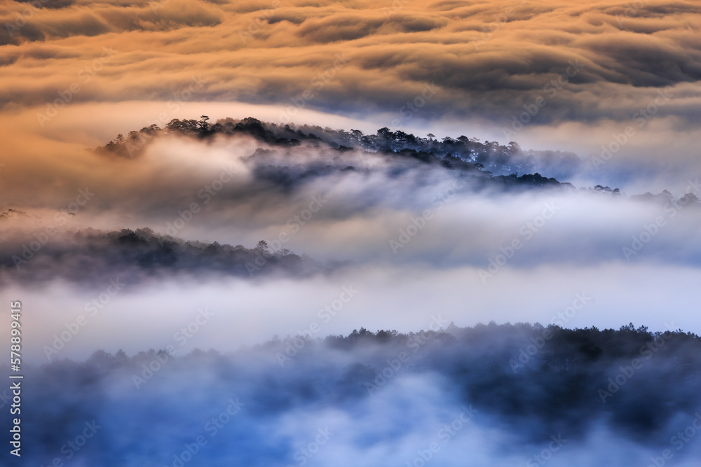 Fototapeta premium The magical beauty of the pine forests on the hill hidden in fog and cloud in the early morning at Da Lat town. Dalat is one of the most beautiful and the most famous traveling place in Viet Nam.