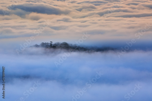 Fototapeta Naklejka Na Ścianę i Meble -  The magical beauty of the pine forests on the hill hidden in fog and cloud in the early morning at Da Lat town. Dalat is one of the most beautiful and the most famous traveling place in Viet Nam.