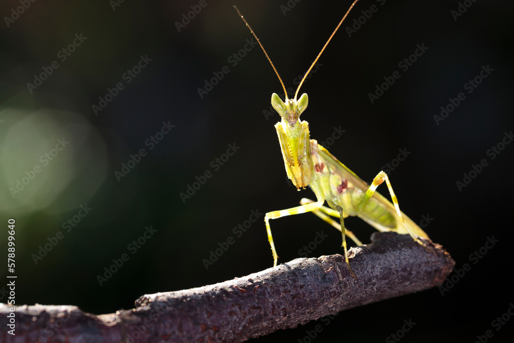 Mantis on branch tree in Ma Da forest, Viet Nam. Close-up Mantis on branch tree in Ma Da forest, Viet Nam. Close-up