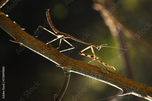 Mating pair of stick grasshoppers, camouflaged on a spiny branch in the rainforest