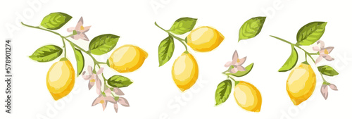 Fototapeta Naklejka Na Ścianę i Meble -  Oranges on branch on white background  image