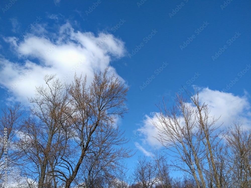 Early Spring Trees with Brown Leaves Against Cloudy Sky Early Spring Trees with Brown Leaves Against Cloudy Sky