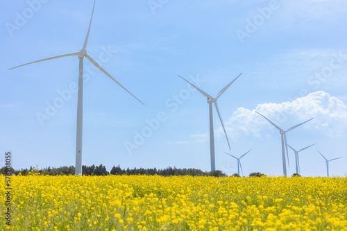 A park with a yellow spring flower field and wind power generator on a sunny day in Jeju Island, Korea, Asia