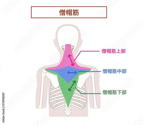 僧帽筋の解剖学イラスト　上部中部下部
