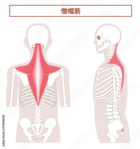 僧帽筋の解剖学イラスト　横向きと背面