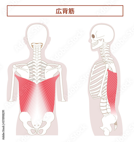 広背筋の解剖学筋肉イラスト　横向きと背面 photo