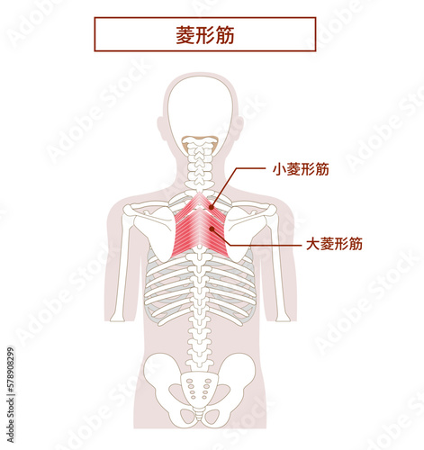 菱形筋の解剖学筋肉イラスト 背面