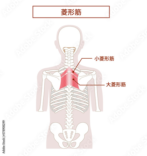 菱形筋の解剖学筋肉イラスト　背面