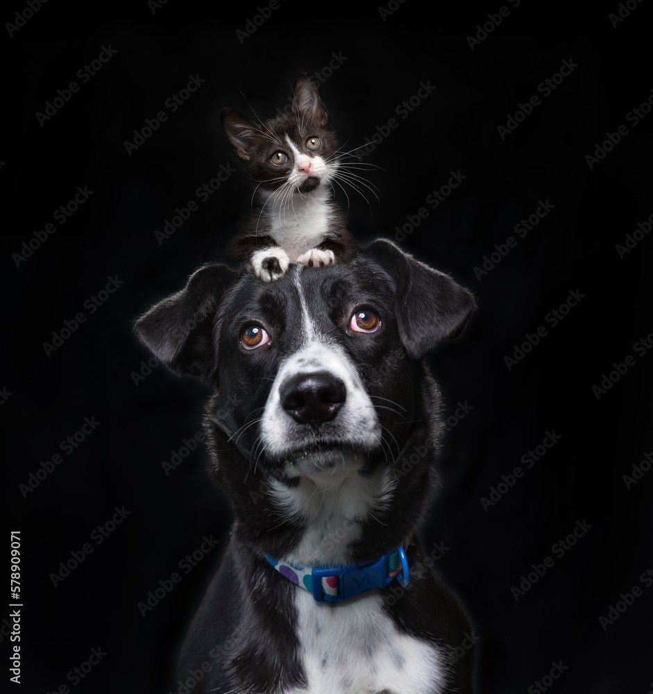 studio shot of a cute dog with a kitten on its head on an isolated background studio shot of a cute dog with a kitten on its head on an isolated background