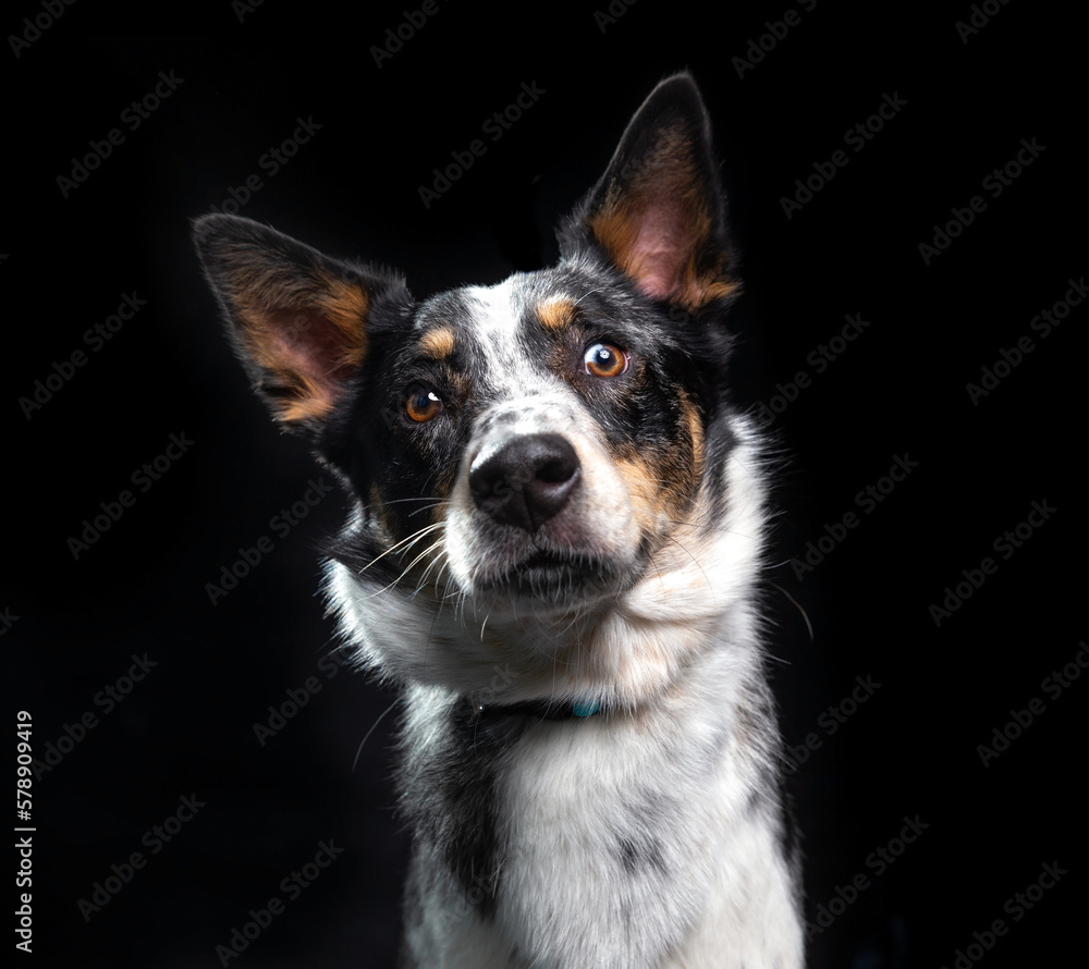 studio shot of a cute dog on an isolated background