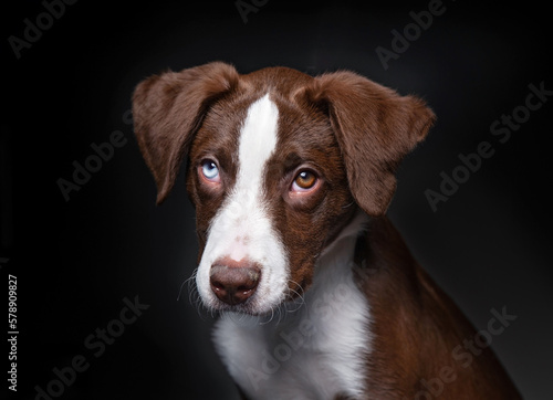 studio shot of a cute dog on an isolated background