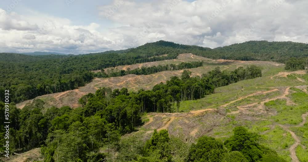 Rainforest cut down to make way for oil palm plantations. Deforestation. Jungle forest environmental destruction. Borneo, Malaysia. Rainforest cut down to make way for oil palm plantations. Deforestation. Jungle forest environmental destruction. Borneo, Malaysia.
