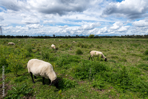 Oxley Creek Common Sheep Grazing on Farmland